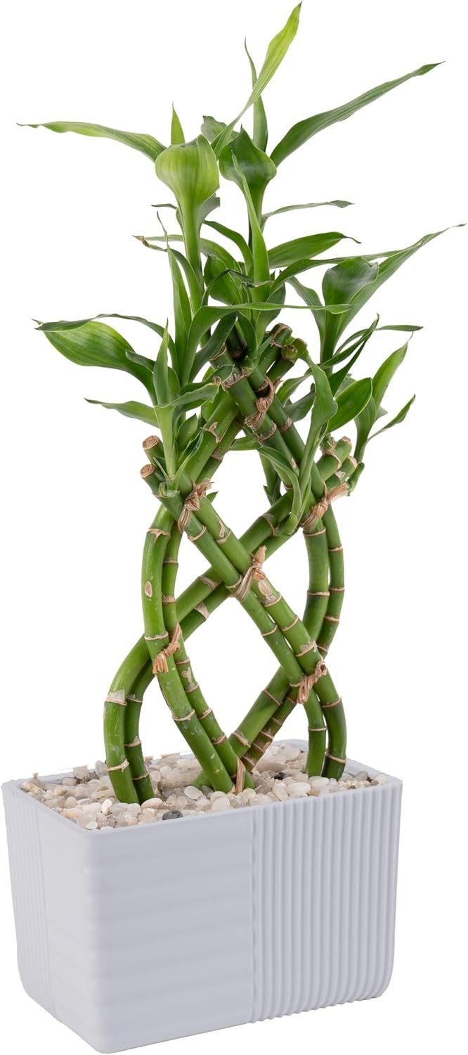 Costa Farms Lucky Bamboo Live Plant in Decorative Pot, Easy to Maintain Indoor Houseplant, Perfect for Home, Room, or Office Decor, Great House Warming or Birthday Gift, 12-15 Inches Tall