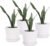 sietpoek Plant Pots – 5.5 Inch Cylinder Ceramic Planters with Connected Saucer, Pots for Succuelnt and Little Snake Plants, Set of 4, White
